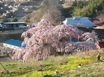 三春滝桜2010ﾀﾞｲｼﾞｪｽﾄ4.25　2010 Miharu waterfall cherry blossoms digest
